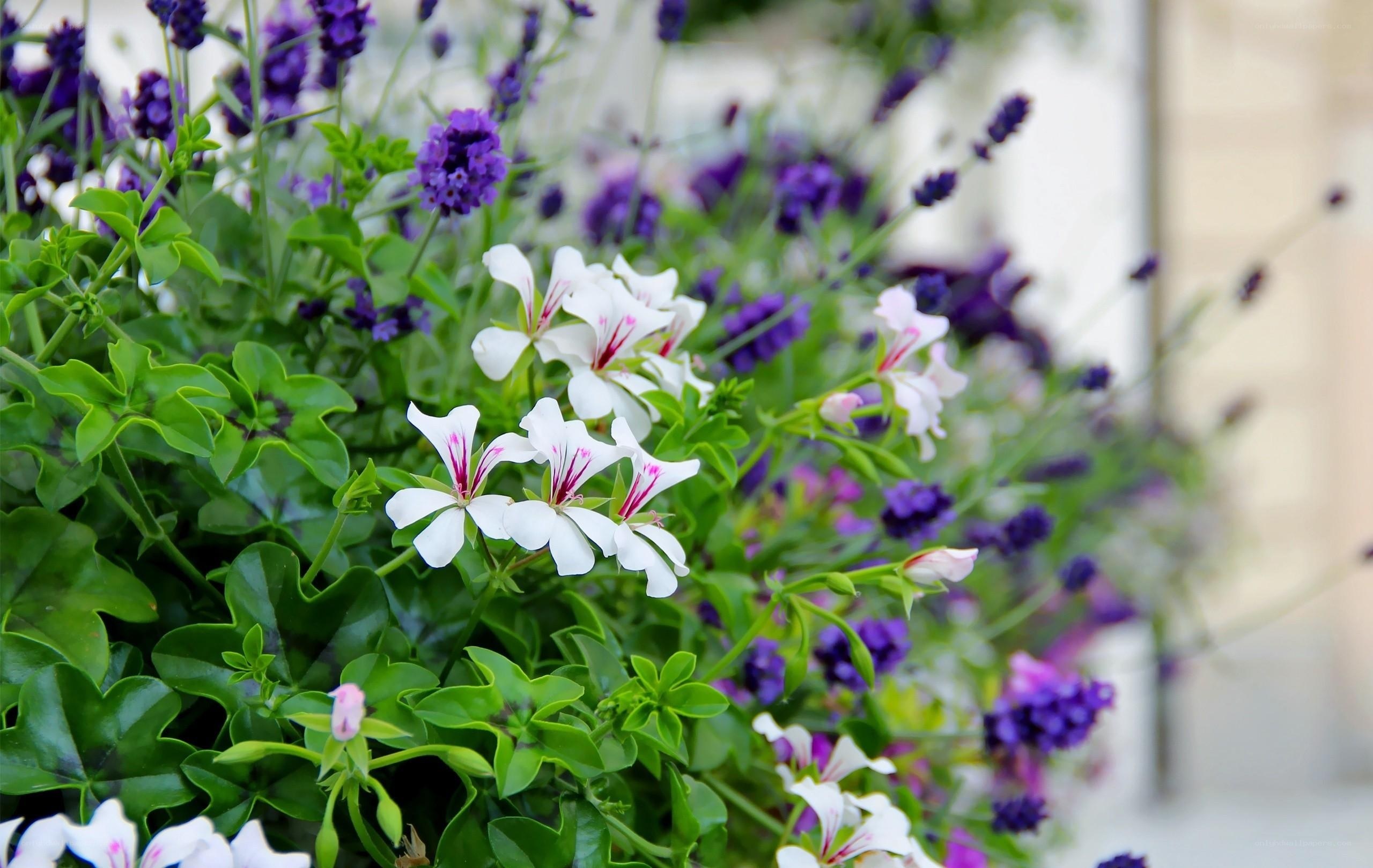 White and purple flowers in garden
