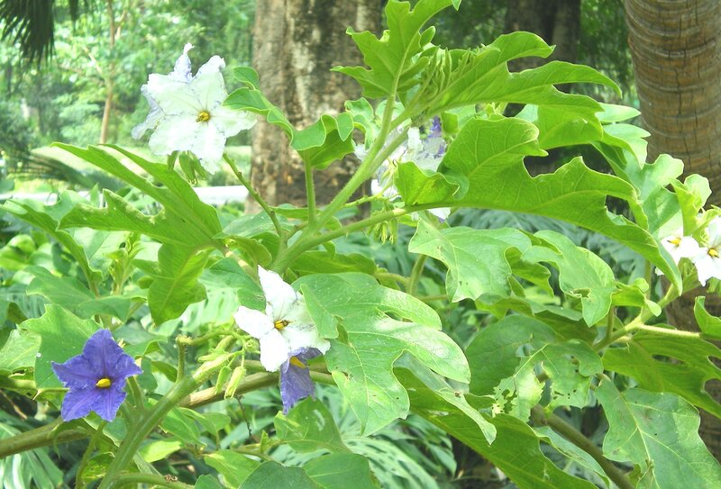 white and purple flowers on a plant