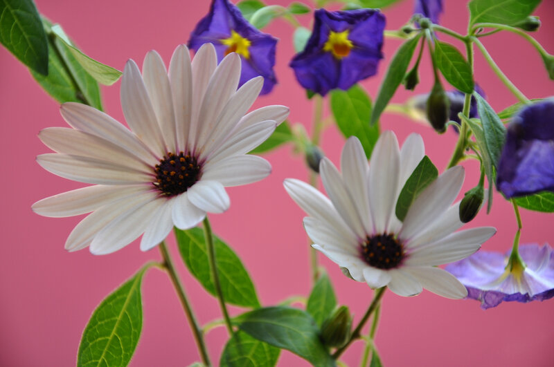 White and Purple Flowers — Pink, Calm
