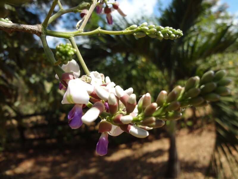 White and Purple Flowers — Serene, Afternoon, Photograph, Buds