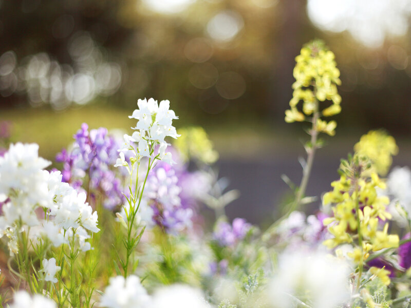 White and Purple Flowers — Serene, Afternoon, Photograph