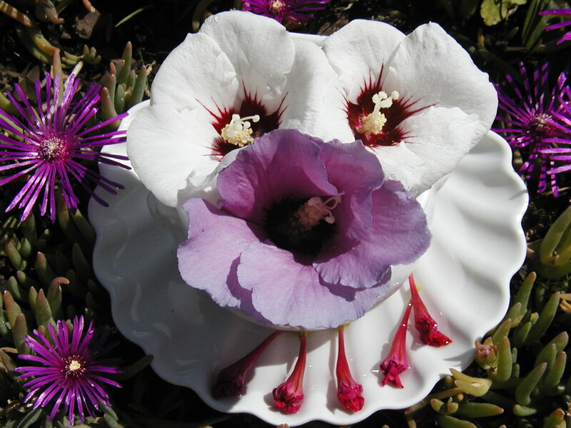 White and Purple Flowers — Serene, Afternoon