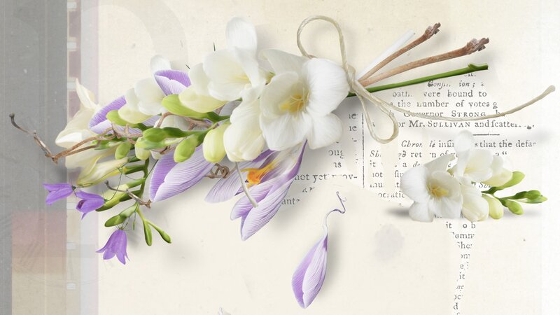 White and Purple Flowers — Serene, Photograph