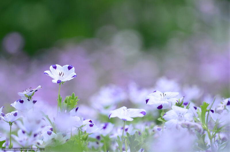 White and Purple Flowers — Serene, Spring, Photograph, Green Leaves, Field, Out-of-focus Background