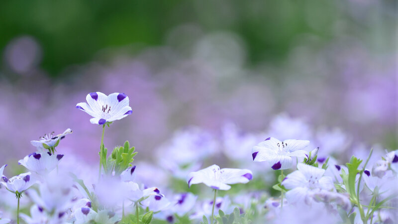 White and Purple Flowers — Serene, Spring, Photograph, Green Leaves