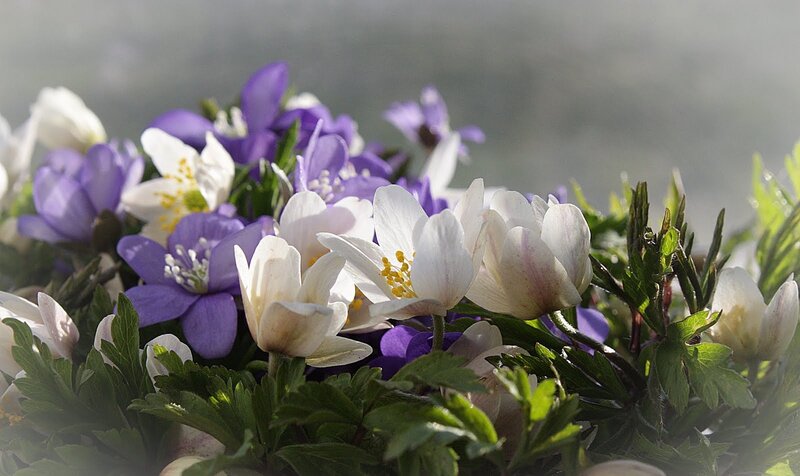 White and Purple Flowers — Serene, Spring, Photograph
