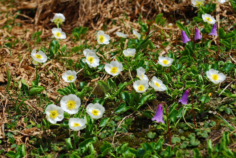 White and Purple Flowers — Serene, Spring
