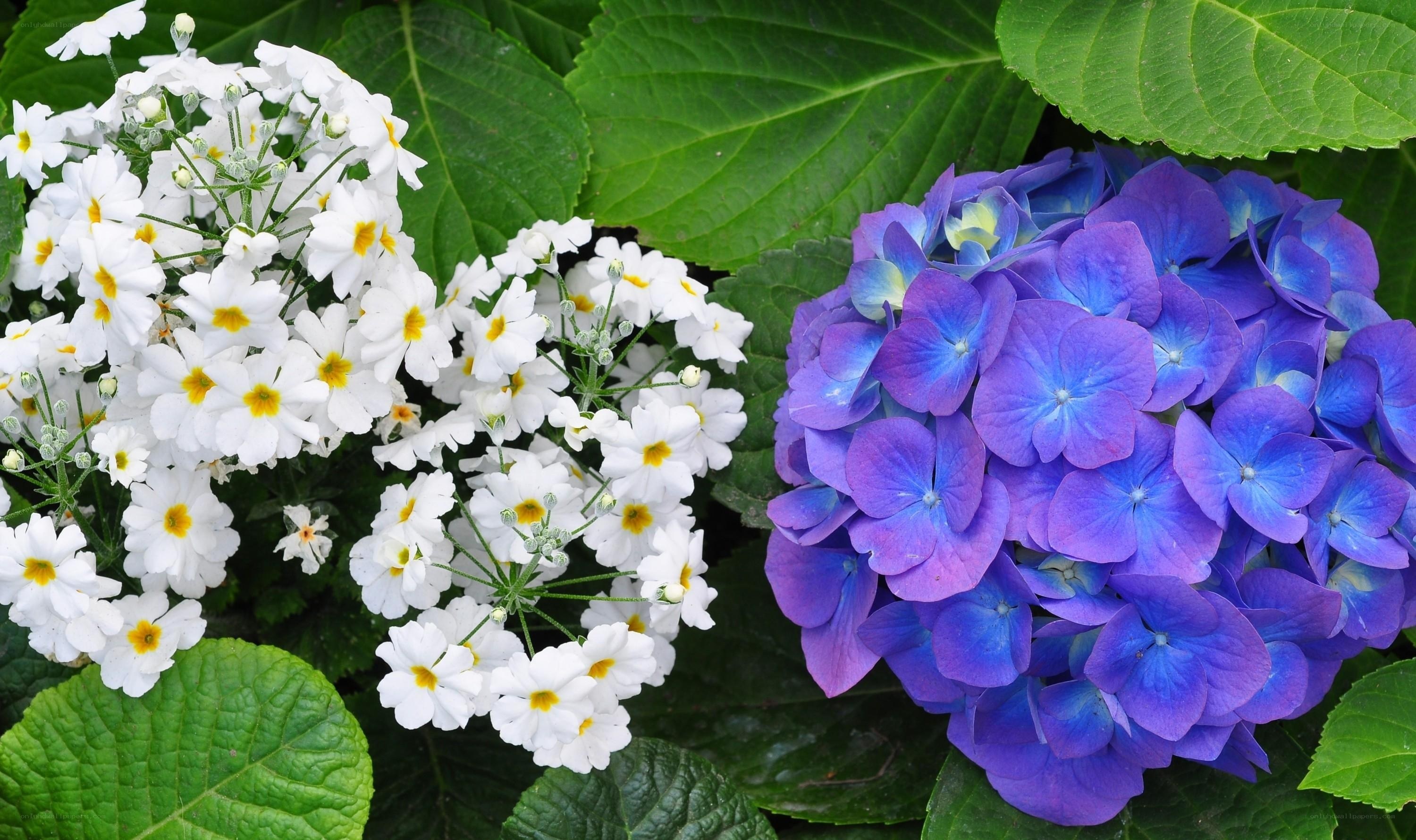 White and purple flowers