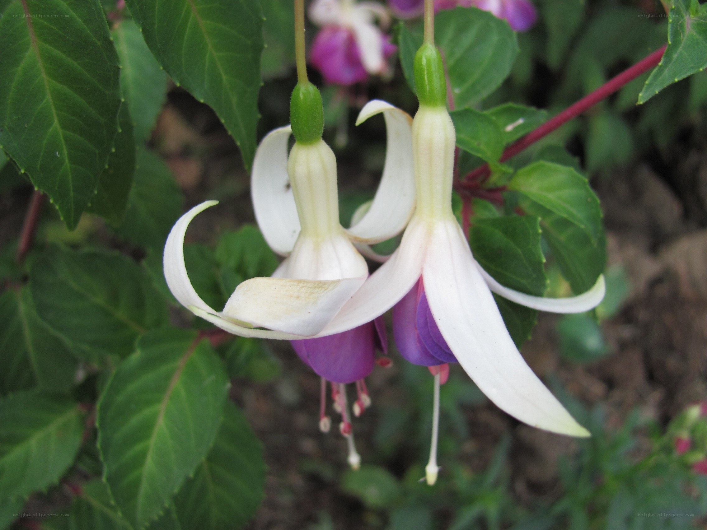 White and purple fuchsia flowers