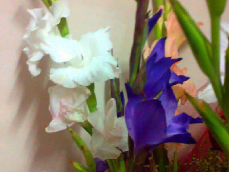 White and Purple Gladiolus Flowers — Calm