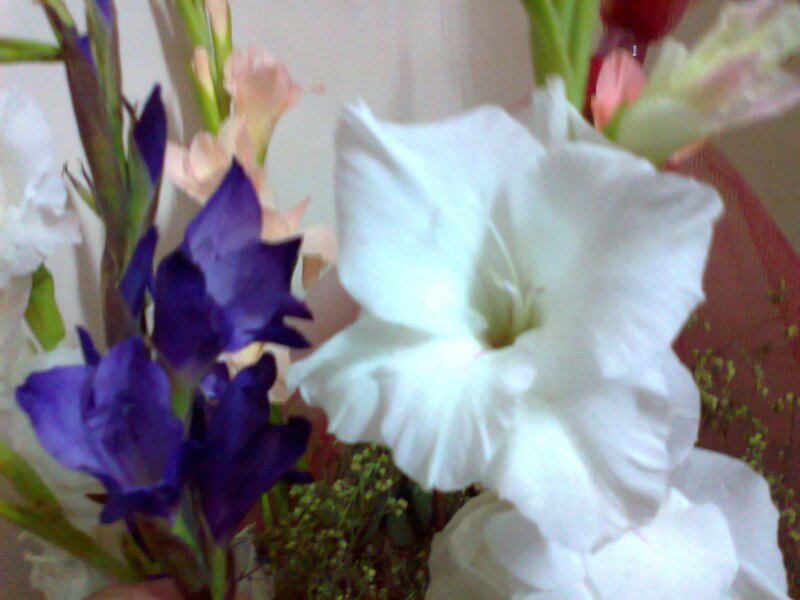 White and Purple Gladiolus Flowers