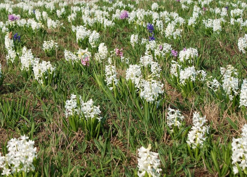 white and purple hyacinth field