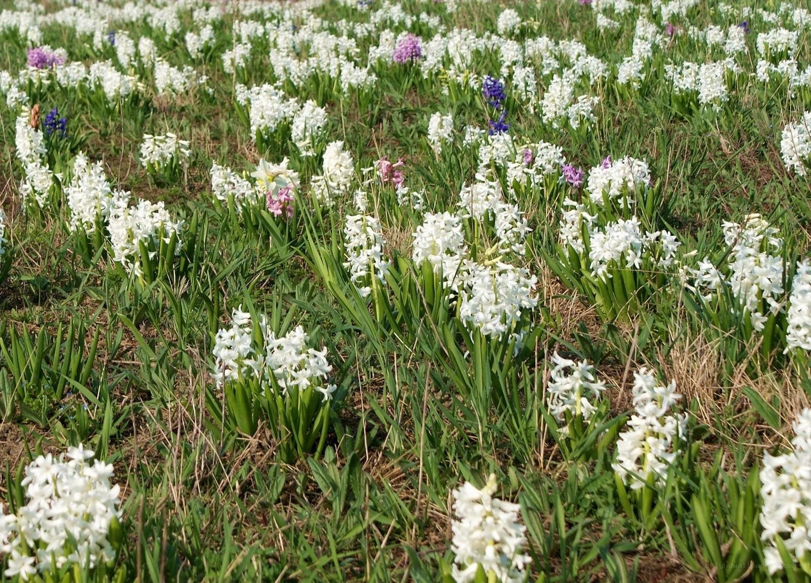 white and purple hyacinth field