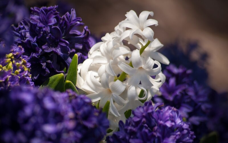 White and Purple Hyacinths