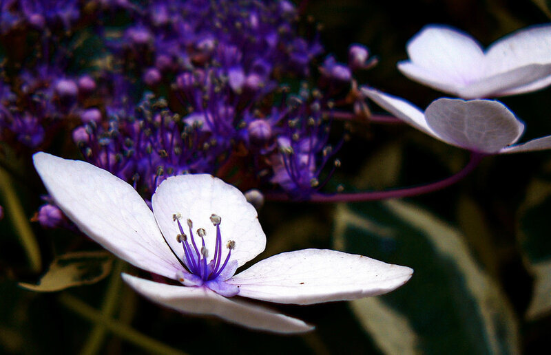 White and Purple Hydrangea