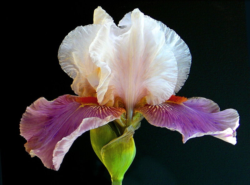 White and Purple Iris — Dramatic