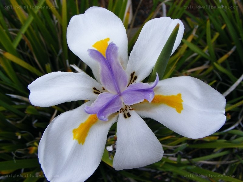 white and purple iris flower