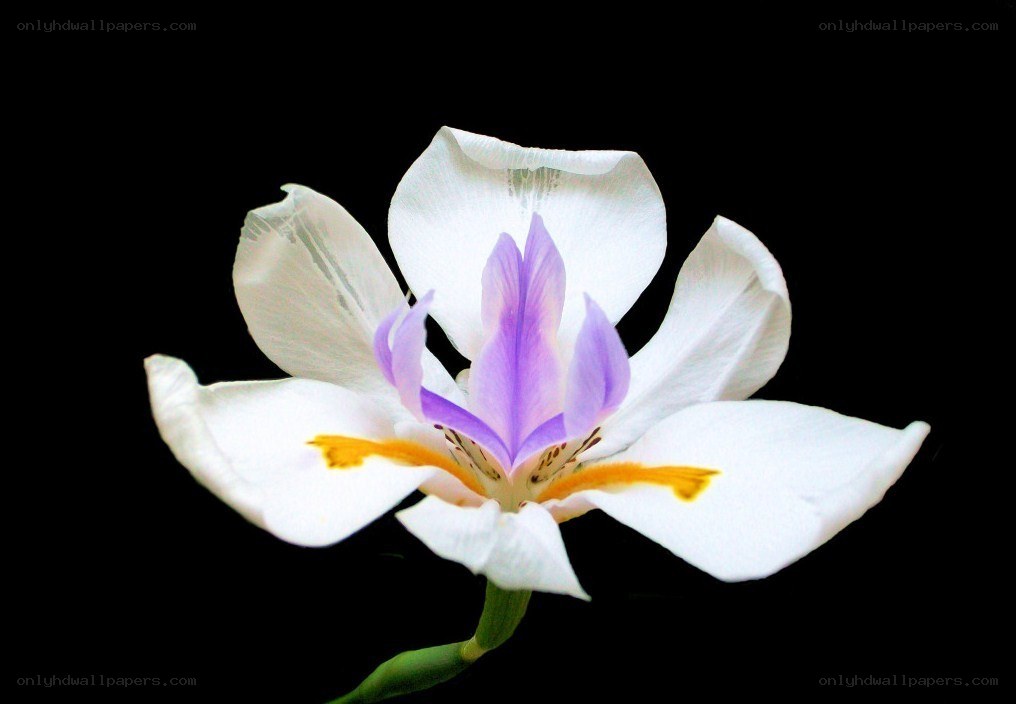 white and purple iris flower