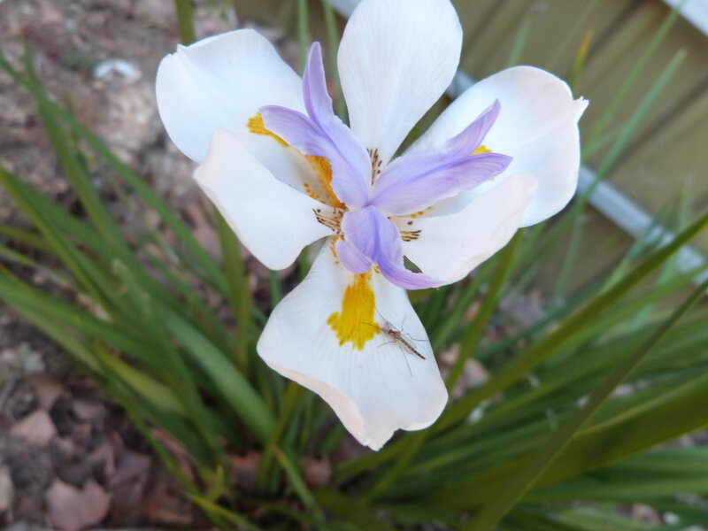 White and Purple Iris Flower — Calm