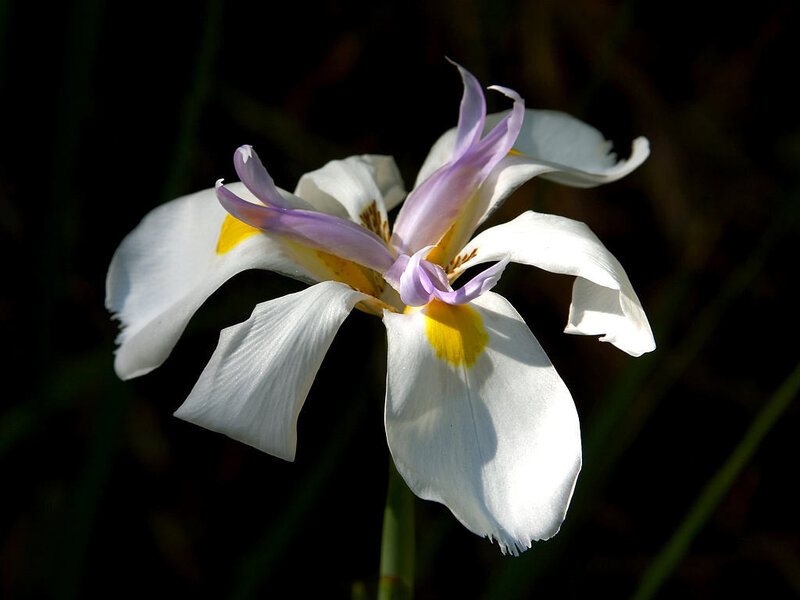 White and Purple Iris Flower — Dramatic, Photograph