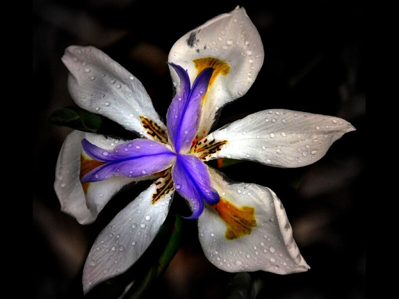 White and Purple Iris Flower — Dramatic