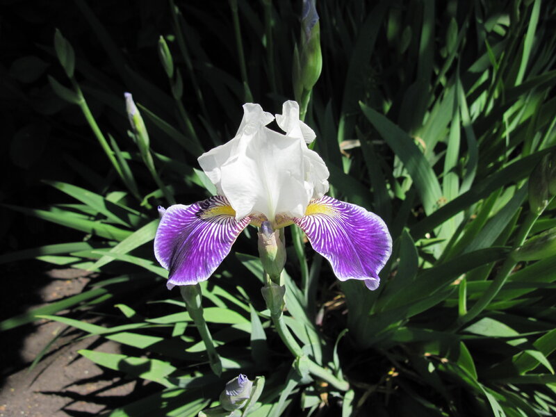 White and Purple Iris Flower — Serene