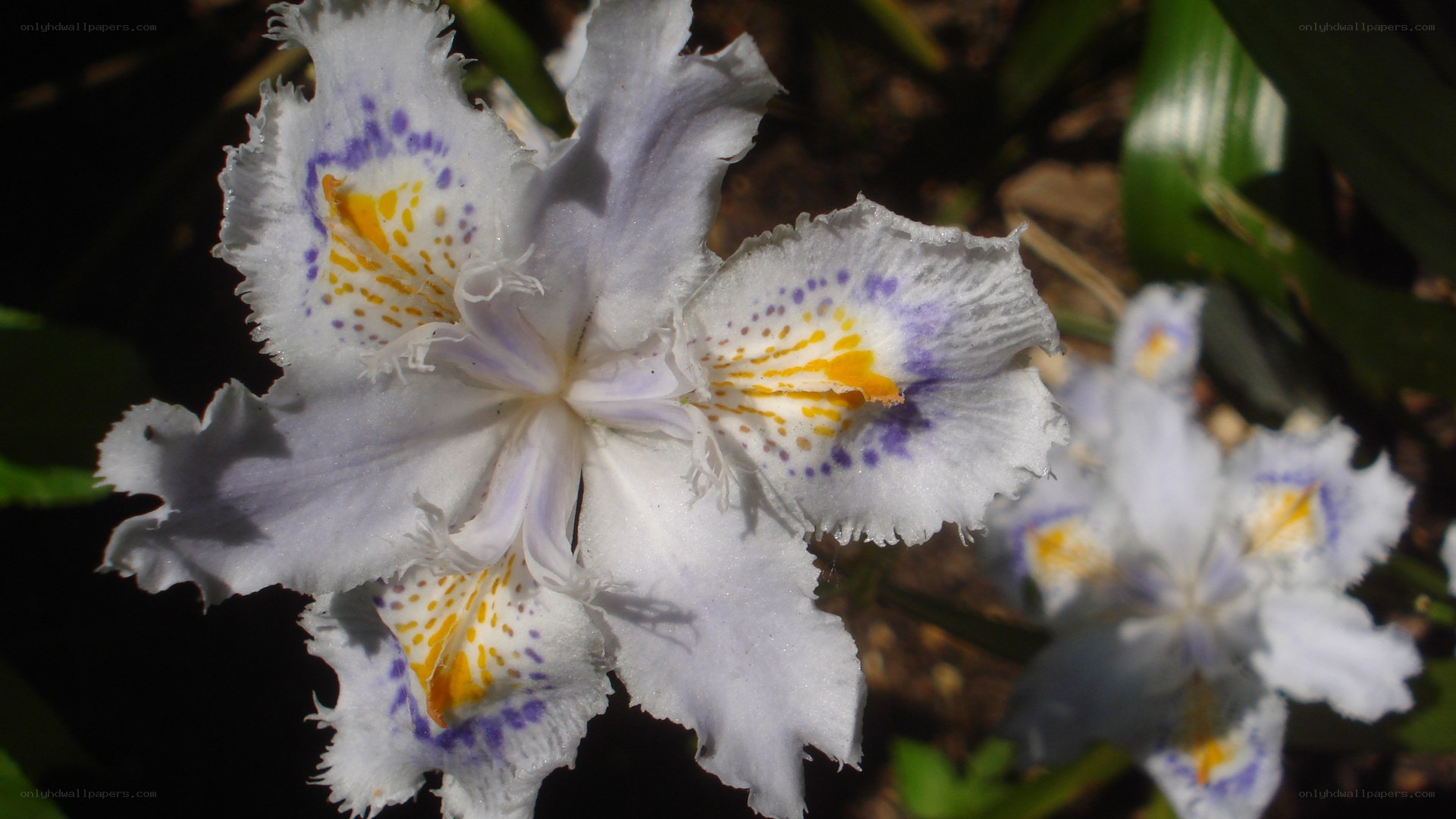 White and purple iris flower