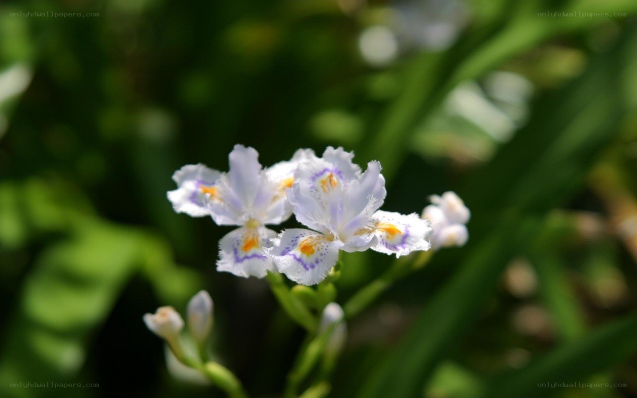 white and purple iris flowers