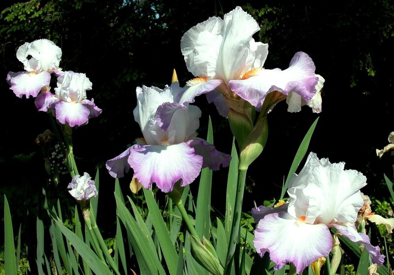 White and purple iris flowers