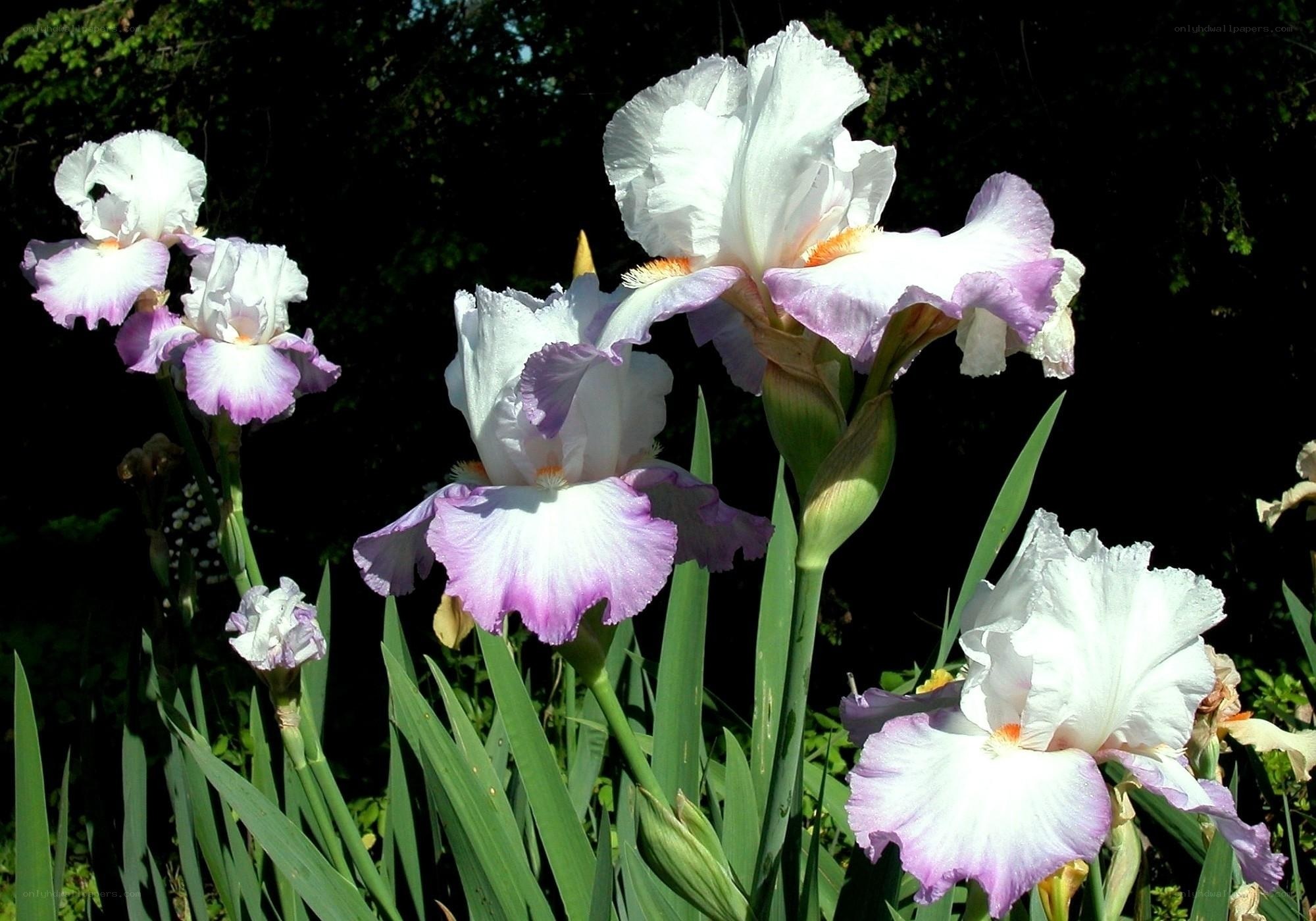 White and purple iris flowers