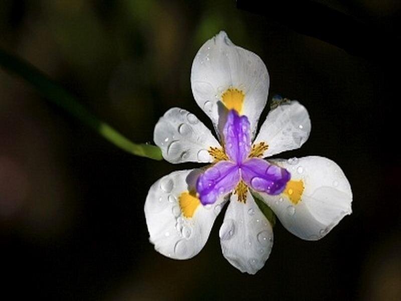 White and purple iris with water droplets
