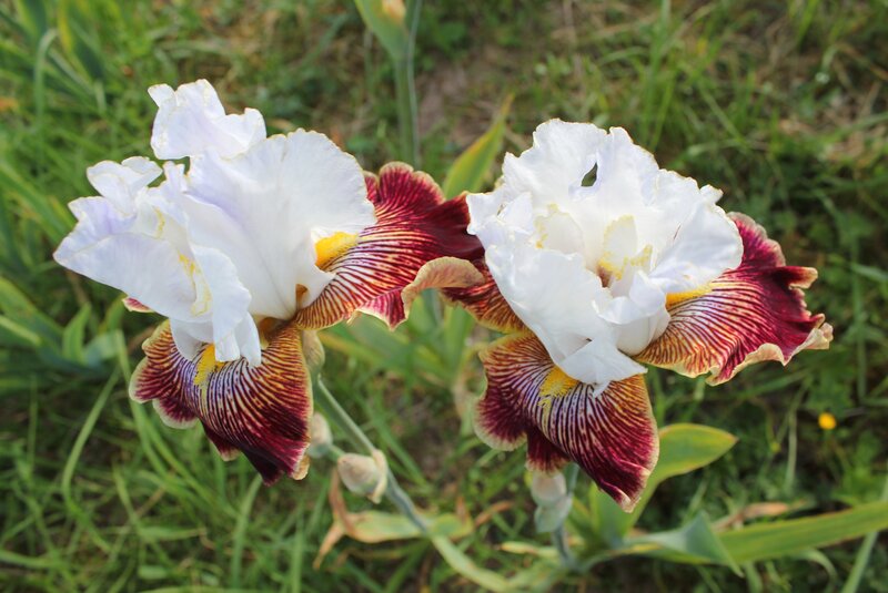 White and Purple Irises — Calm