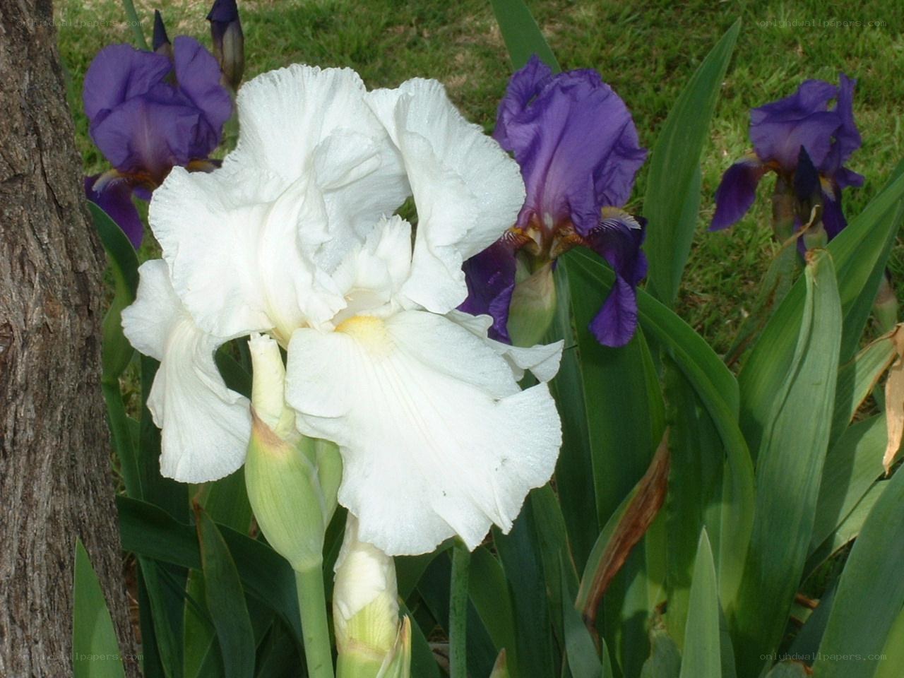 White and purple irises in garden
