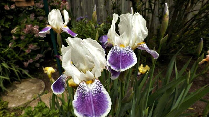 White and Purple Irises — Serene