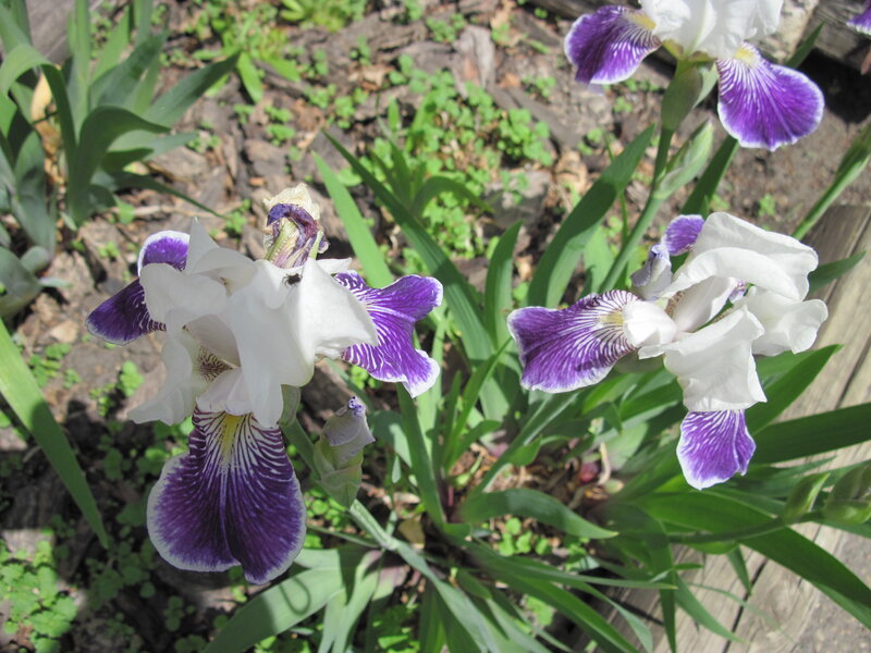 White and Purple Irises