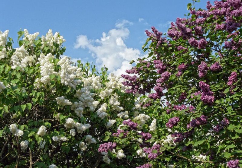 White and purple lilac bushes