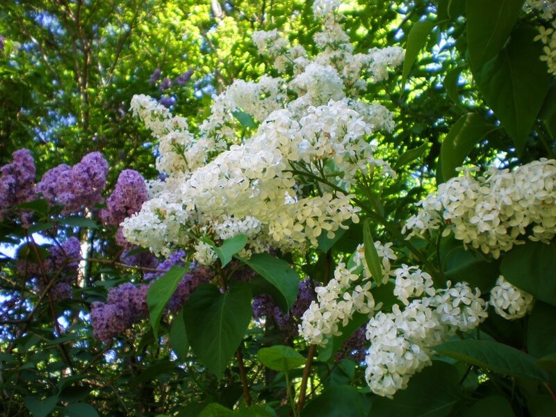 White and Purple Lilac Flowers