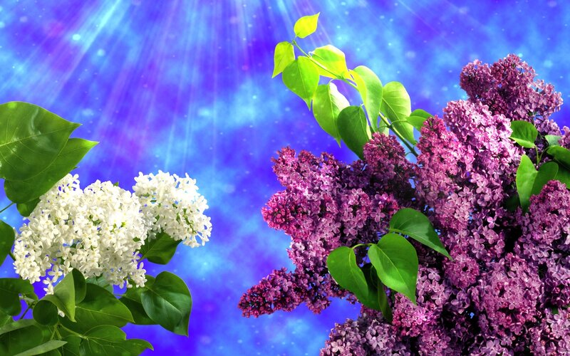 White and Purple Lilacs — Serene