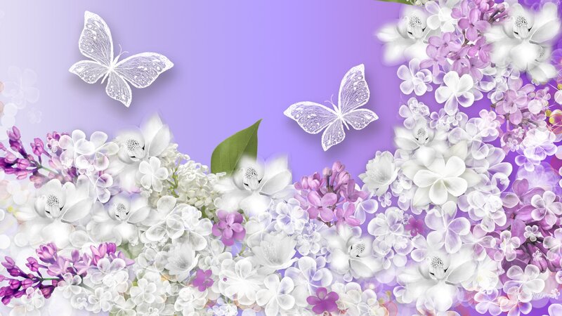 White and Purple Lilacs