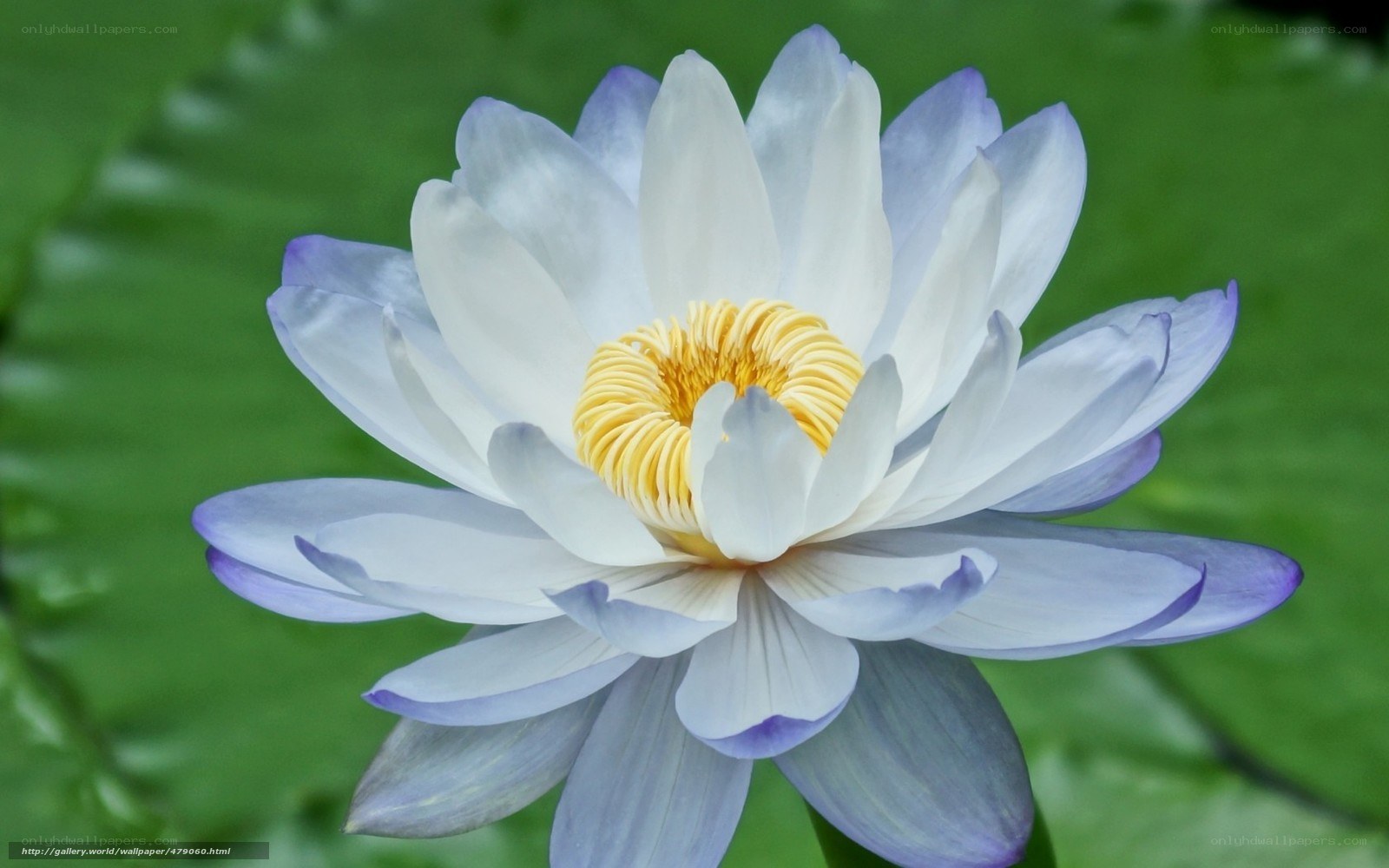 White and purple lotus flower