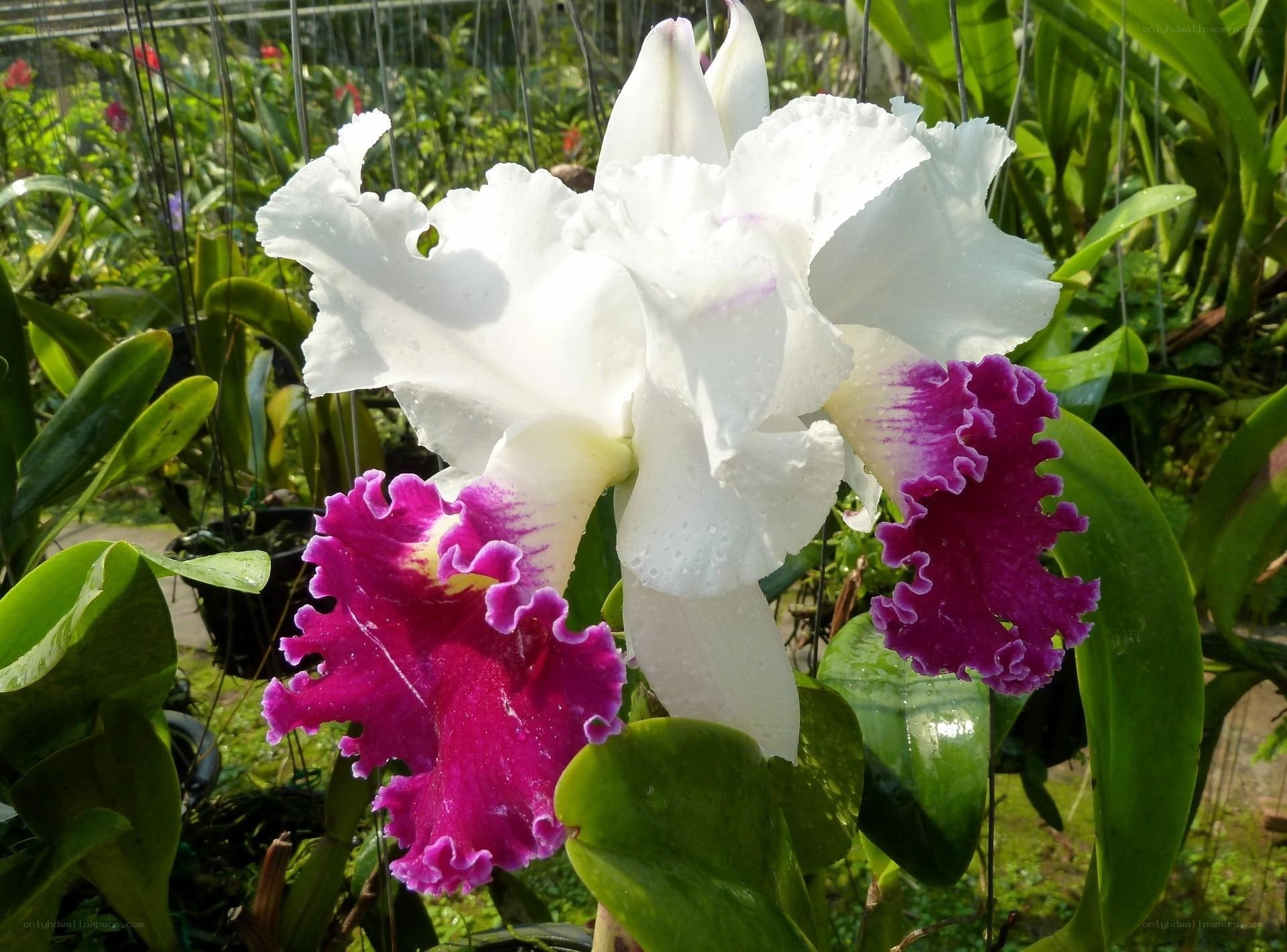 White and purple orchid bloom
