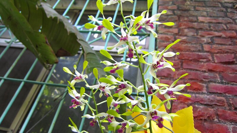 White and Purple Orchid — Calm, Afternoon
