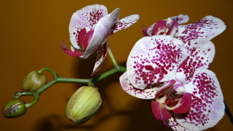 White and Purple Orchid — Calm, Photograph, Flower, Buds