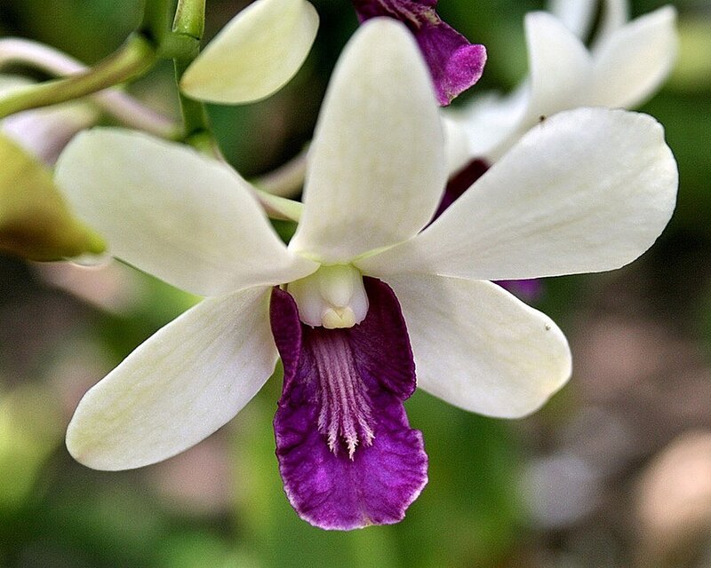 White and Purple Orchid — Calm, Photograph, Flower, Petals