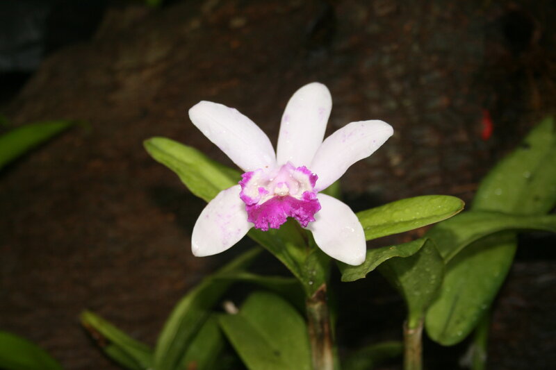 White and Purple Orchid — Calm, Photograph, Green Leaves