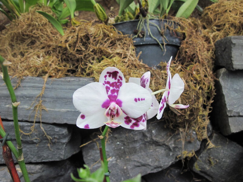 White and Purple Orchid — Calm, Photograph, Moss