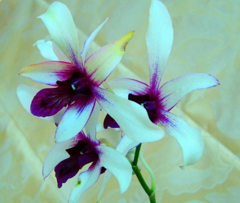 White and Purple Orchid — Calm