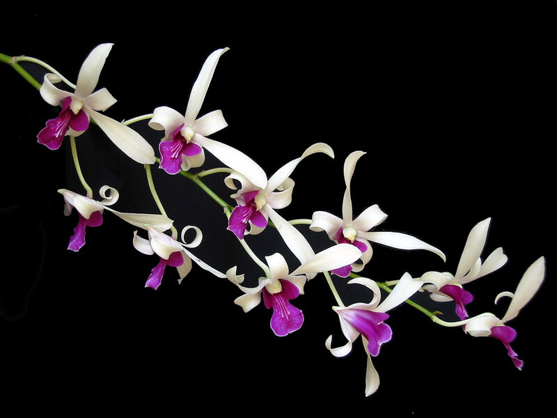 White and Purple Orchid — Dramatic, Photograph