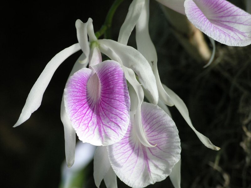 white and purple orchid flower