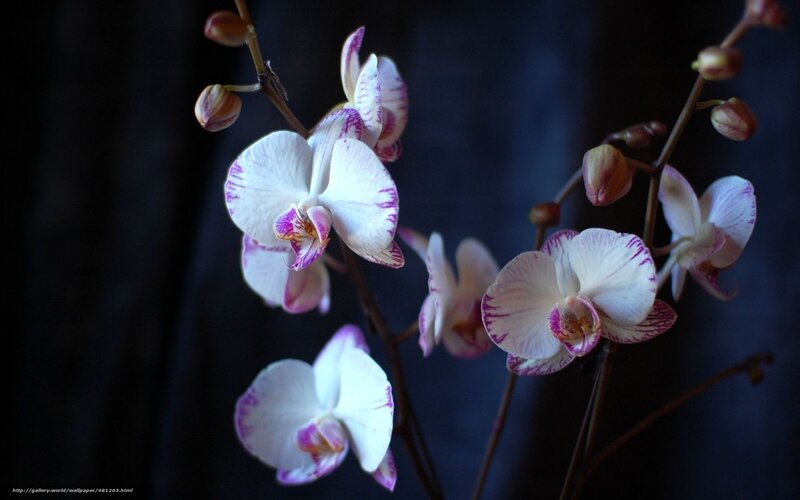 White and purple orchid flowers